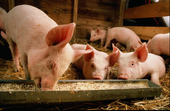 尊时凯龙生物分发系统